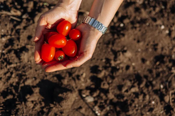 Tomaten Aanwezig Tuin Hoge Kwaliteit Foto Stockfoto