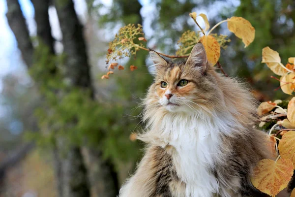 Una Bella Femmina Gatto Della Foresta Norvegese Seduta Giardino Nella — Foto Stock