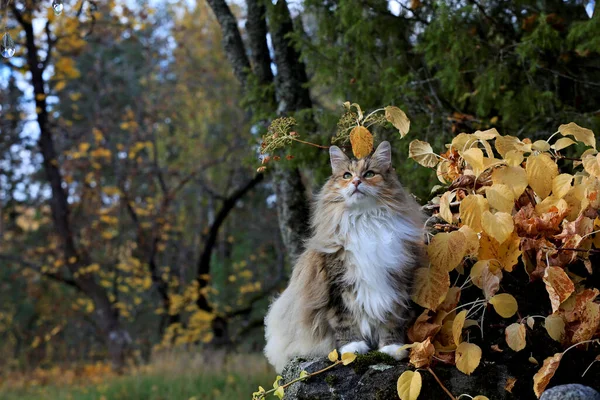 秋の光の中 石の上に座っているノルウェーの美しい森の猫の女性 — ストック写真