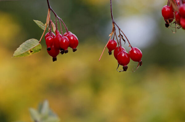 Hanging red rose berries in autumn