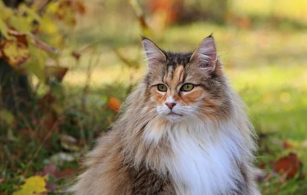 Norwegian Forest Cat Female Outdoors Autumnal Light Sunny Day — Stock Photo, Image