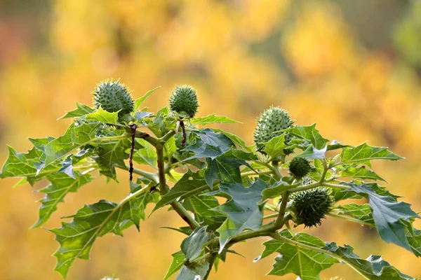 Jimsonweed Nyers Zöld Magvai Őszi Fényben Stock Kép