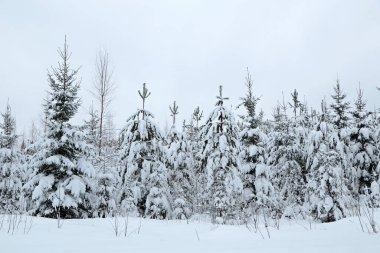Ocak ayı sonunda kar altında fidan ağaçları
