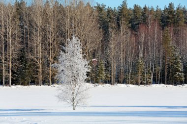 Güneşin altında, karlı bir tarlada yapayalnız, buzlu bir huş ağacı.