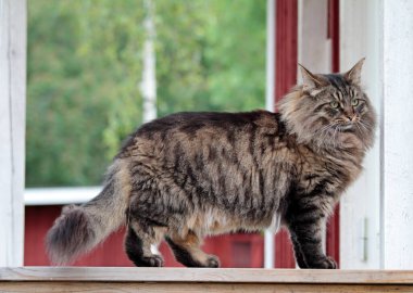 Norveçli bir orman kedisi bir evin önünde duruyor.