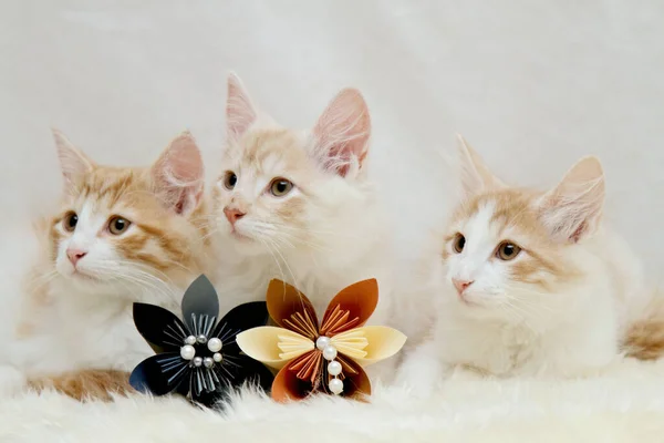 Tři Mladé Norské Lesní Kočky Koťata Origami Květiny — Stock fotografie