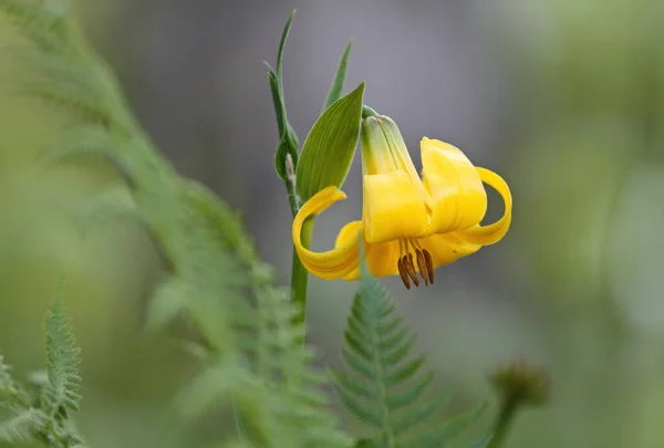 Bella Giglio Caucasico Fioritura Con Fiori Gialli — Foto Stock