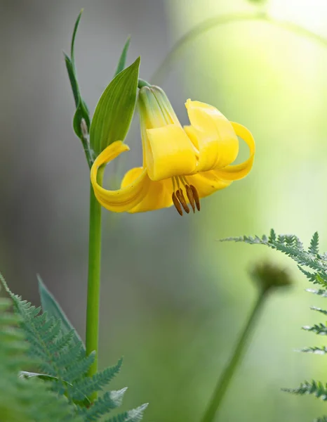 Bella Giglio Caucasico Fioritura Con Fiori Gialli — Foto Stock