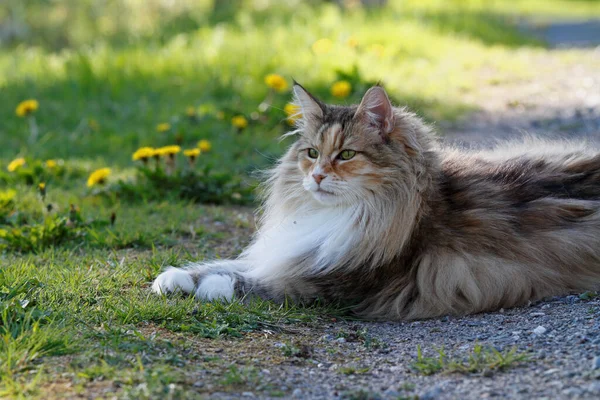 Norweski Kot Leśny Samica Odpoczywająca Zewnątrz — Zdjęcie stockowe