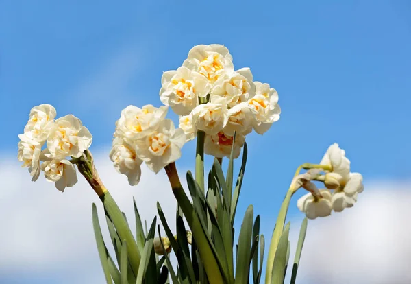 Narcissus Bridal Crown Blooming White Beautiful Flowers — Stock Photo, Image