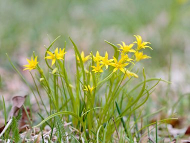 Bir bahar günü açan Gagea minima çiçekleri