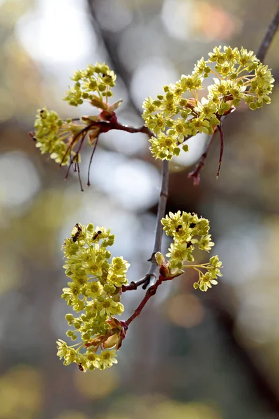 Southern Wood Ants Feed Maple Flowers — Stock Fotó