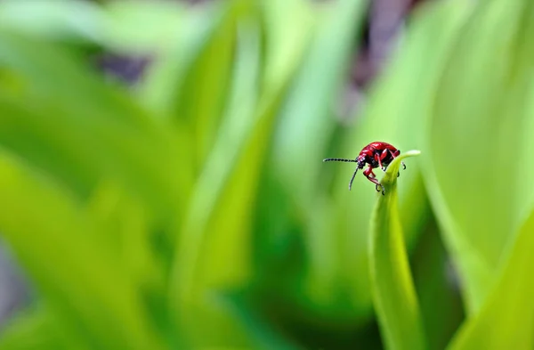 Bright Red Leaf Beetle Lilioceris Merdigera — ストック写真