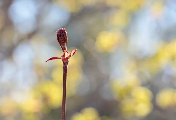 Maple Tree Branch Bursting Small Leaves Springlike Day — Stock Fotó