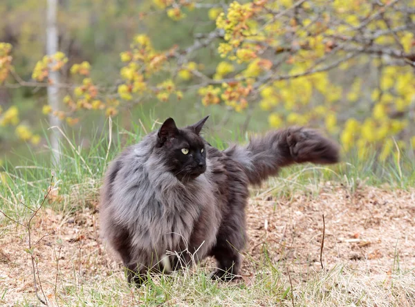 Norwegian Forest Cat Male Outdoors — Stock Fotó