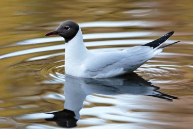 Akşamüstü vakti gölde yüzen siyah kafalı martı.
