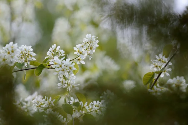 Grappe Fleurs Blanches Feuilles Vertes Sur Amelanchier Spicata — Photo