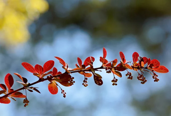 Gałąź Jagodowa Czerwonymi Liśćmi Pączkami Wiosną — Zdjęcie stockowe