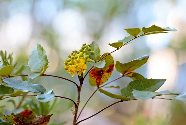 Mahonia Aquifolium Jasnożółte Kwiaty Krzewu Mahonii — Zdjęcie stockowe