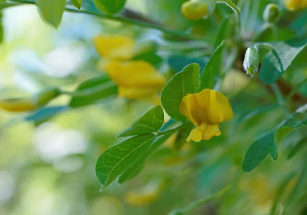Arbusto Guisante Siberiano Con Flores Amarillas — Foto de Stock