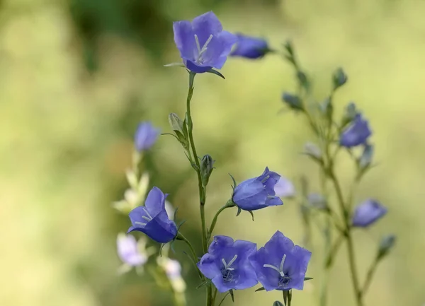 Beautiful Blue Paper Flower Blooming Midsummer — Zdjęcie stockowe