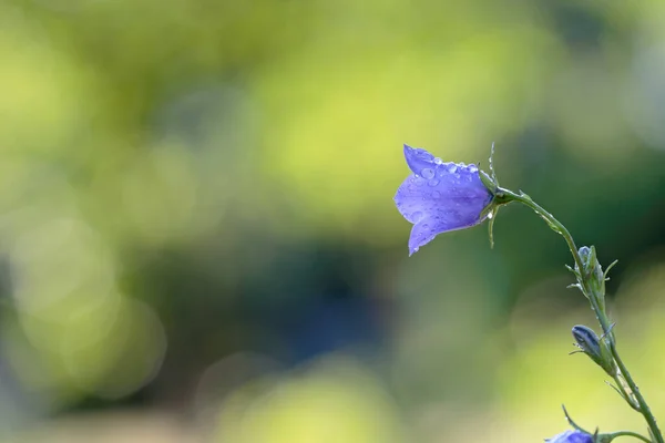Beautiful Blue Paper Flower Blooming Rain Shower — Zdjęcie stockowe