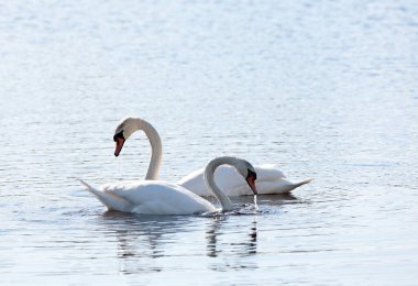 Dilsiz kuğular akşam güneşli gölde yüzüyor ve besleniyorlar.