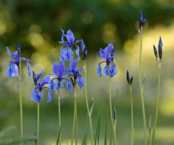 Siberian Iris Blooming Wit Beautiful Blue Flowers Evening Light — Zdjęcie stockowe