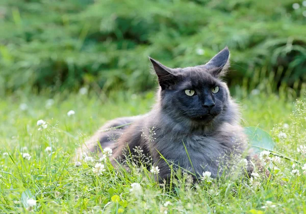 Norwegian Forest Cat Male Resting Garden — Zdjęcie stockowe