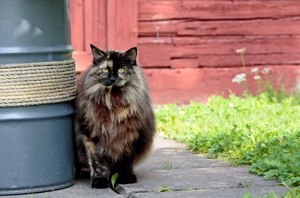 Norwegian Forest Cat Female Standing Garden — Stock Fotó