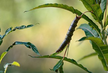 Caterpillar of hawk moth feeding on rosebay willow herb