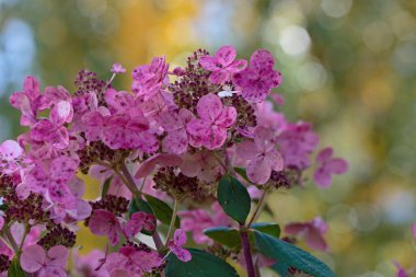 Sonbahar ışığında bir ortanca çalısının mor çiçekleri