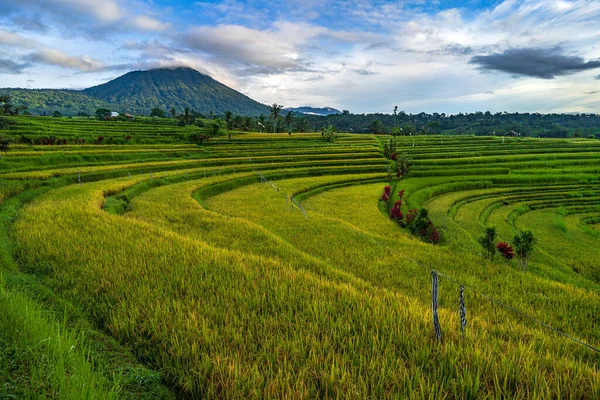Bali 'deki pirinç tarlaları. 