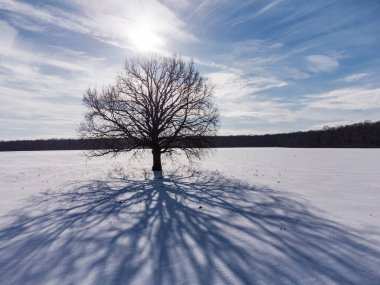Kışın karlı tarlada yapayalnız ağaçların üzerinden hava manzarası..