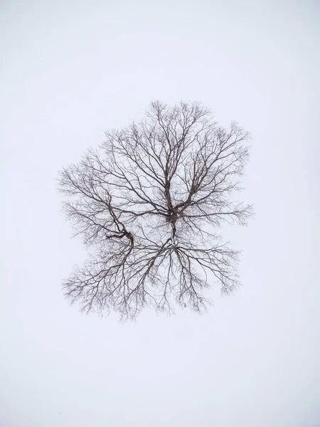 Widok Powietrza Samotne Gołe Drzewo Zaśnieżonym Polu Okresie Zimowym — Zdjęcie stockowe