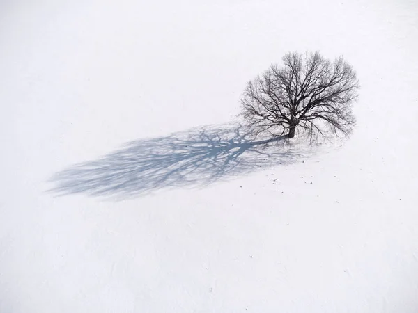 Luchtfoto Uitzicht Eenzame Kale Boom Het Besneeuwde Veld Winter — Stockfoto