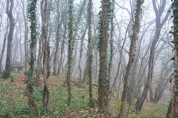 Las Mgle Mgłą Strasznie Wyglądające Lasy Mglisty Dzień — Zdjęcie stockowe