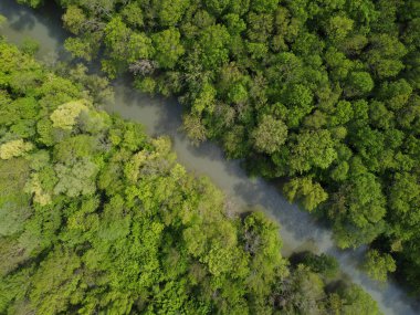 Nehrin üzerindeki yeşil ormandaki hava manzarası..