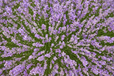 Yaz günü lavanta tarlaları, doğal renk, filtre yok.