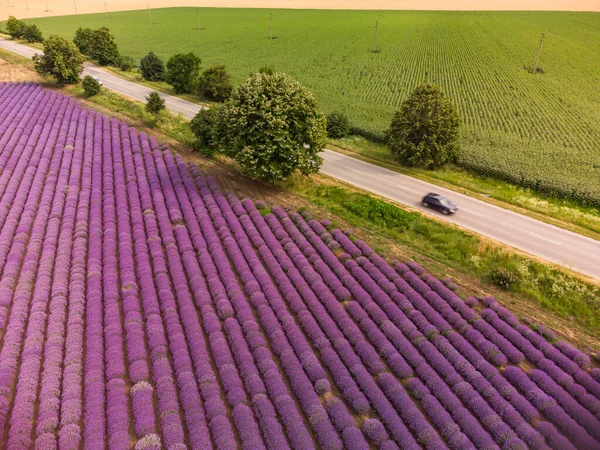 Aerial Top View Lavender Field Summer Day — Stock Photo, Image