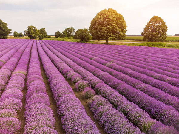 Lavender fields at the summer day, natural color no filters