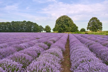 Lavanta tarlaları ve yaz günü yeşil ağaçlar, doğal renkler.