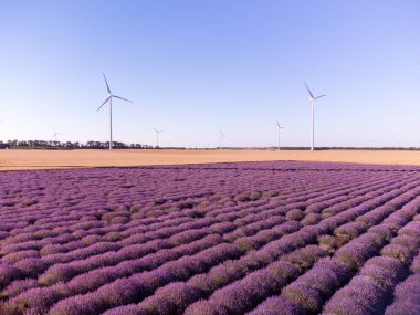 Lavender field at the summer day with wind turbines on background