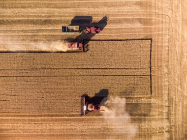 Buğday tarlasında çalışan biçerdöver makinesi..