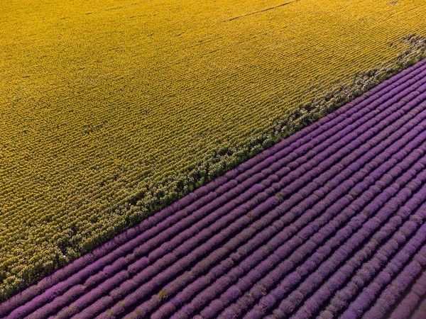 Aerial Top View Sunflowers Lavender Fields Sunset — Fotografia de Stock