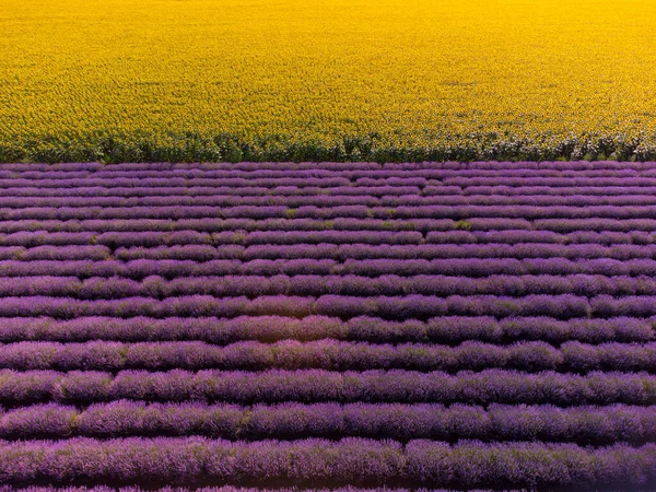 Aerial Top View Sunflowers Lavender Fields Sunset — Stock Photo, Image