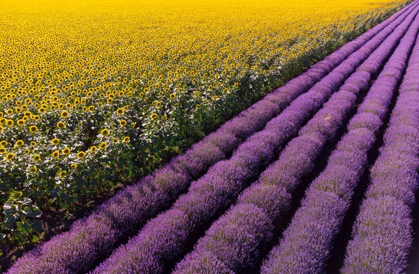 Aerial Top View Sunflowers Lavender Fields Sunset — Photo