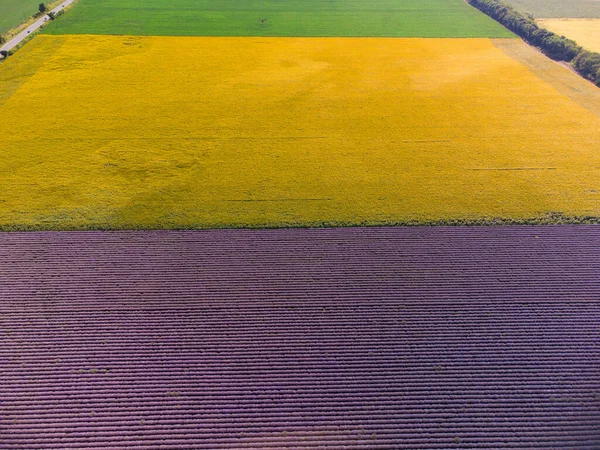 Aerial Top View Sunflowers Lavender Fields Sunset — Stock Photo, Image