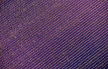 Yazın gün batımında lavanta tarlalarının havadan görünüşü, doğal renk, filtre yok.