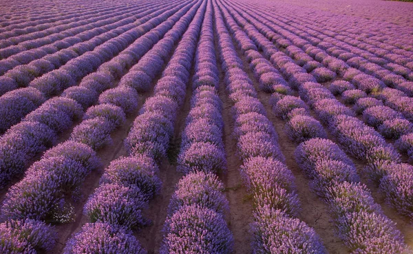 Lavender Fields Sunset Summer Day Natural Color Filters — Stock fotografie
